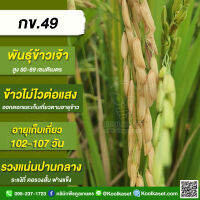 พันธุ์​ข้าวปลูก ข้าวเจ้า​ กข 49 ข้าวนาปี ข้าวนาปรัง ทรงกอตั้ง ใบสีเขียวเข้ม ต้านทานเพลี้ยกระโดดสีน้ำตาล บรรจุ 25 กิโลกรัม คูลเกษตร KR14