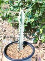 Euphorbia lactea white ghost กระบองเพชร ต้นไม้ในร่ม พืชทะเลสาบ