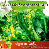 เมล็ดพันธุ์ กวางตุ้งดอกต้นเขียว (Edible rape) 3,800 เมล็ด ปลูกง่าย ปลูกได้ทั่วไทย #เมล็ดผัก