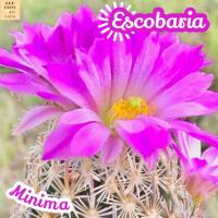 [เอสโคบาเรีย มินิม่า] Escobria Minima แคคตัส ต้นไม้ ไม้หนาม ไม้ทนแล้ง กุหลาบหิน ไม้อวบน้ำ พืชอวบน้ำ succulent cactus กระบองเพชร ของขวัญ