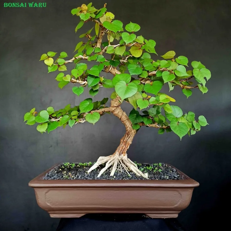 bonsai tanaman hias subur pohon waru import taiwan prospek