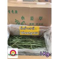 Wheatgrass ต้นข้าวสาลี ? หญ้าสำหรับสัตว์เลี้ยง หญ้ากระต่าย ชินชิล่า ขนาด 1 Kg.[รวมกล่อง]