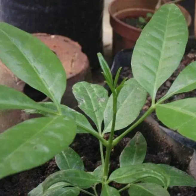 Anak Pokok Ulam Tenggek Burung Lazada