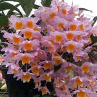 ( Pro+++ )++ เอื้องมัจฉาชมพู (Dendrobium farmeri Pink) ราคาดี ต้นไม้ ฟอก อากาศ กระถาง ต้นไม้ ไม้ ประดับ ต้นไม้ ปลูก ใน บ้าน