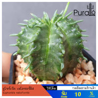 ต้นยูโฟร์เบีย เมโลฟอร์มิส Euphorbia meloformis #Euphorbia #ไม้โขด #cactus