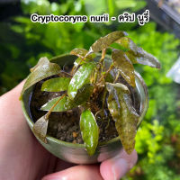 Cryptocoryne nurii (คริป นูรี่) พร้อม​ปลูก ต้นไม้น้ำ ต้นไม้น้ำตกแต่งตู้ปลา ***กรุณาอ่านรายละเอียดก่อนสั่งซื้อ***