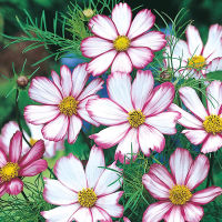 Candy Stripe Cosmos Flower ดอกดาวกระจายแคนดี้สตริป