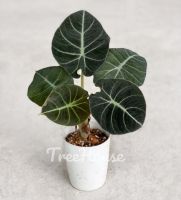 อโลคาเซีย แบล็คเวลเวท 2 ไซส์ (Alocasia black velvet)