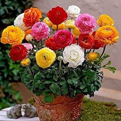 20 เมล็ด เมล็ดพันธุ์ persian buttercup ดอกบัตเตอร์คัพ (Buttercup) คละสี นำเข้าจากต่างประเทศ พร้อมคู่มือ เมล็ดสด ใหม่