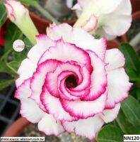 11 เมล็ด เมล็ดพันธุ์ Home Seed  ชวนชม สายพันธุ์ไต้หวัน ดอกซ้อน Adenium Seeds กุหลาบทะเลทราย Desert Rose ราชินีบอนไซ อัตรางอกสูง 80-90% มีคู่มือปลูก