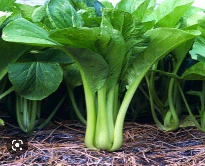 ผักกาดกวางตุ้งต้น-false-pakchoi-seeds-เมล็ดพันธุ์ผักกาดกวางตุ้งทศกัณฐ์37-กวางตุ้ง-ต้นใหญ่-ใบหนา-ออกดอกช้า-น้ำหนักดี-บรรจุ-300-เมล็ด