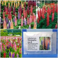 เมล็ดพันธุ์ ดอกรัสเซลลูพิน คละสี Mixed Russell Lupine Seed 40 เมล็ด คุณภาพดี ราคาถูก ของแท้