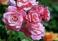 30 เมล็ด เมล็ดพันธุ์ กุหลาบ Flower Seeds พันธุ์ กุหลาบ Flower Seedsพวง Floribunda Rose Seeds สีชมพู นำเข้าจากต่างประเทศ