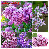 พร้อมส่ง เมล็ดพันธุ์ดอกกานพลู 50 เมล็ด Rare สีม่วง Lilac Flower Seeds บอนสีหายาก เมล็ดพันธุ์ เป็นไม้พุ่ม ดอกสีสันสวยงาม เมล็ดดอกไม้สวย เมล็ดดอกไม้ ต้