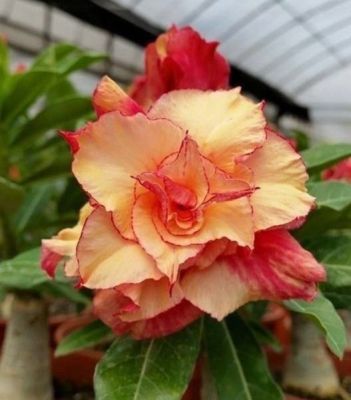 2 เมล็ด เมล็ดพันธุ์ ชวนชม สายพันธุ์ Crisanta สีส้ม Bonsai Desert Rose Adenium Seed กุหลาบทะเลทราย ราชินีทะเลทราย บอนไซ มีคู่มือปลูก