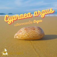 Andaman seashell เปลือกหอยเบี้ย Argus (Cypraea argus)