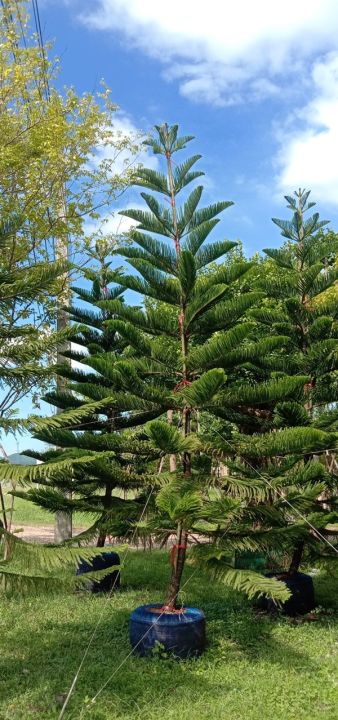 เมล็ดสนฉัตร-สนประดับสวน-บรรจุ-20เมล็ด-norfolk-island-pine-araucaria-cunninghamii