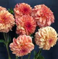 1 หัว/ออเดอร์ รักเร่ Dahlia rhizome สายพันธุ์ Ferncliff Copper หัวรักเร่ ดอกไม้ หัวหน่อ เหง้า นำเข้า เนเธอร์แลน หัวสดใหม่