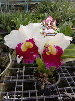 กล้วยไม้ แคทลียา Cattleya แคทลียาฉงกู่สวอน สีขาวปากม่วง ดอกใหญ่ มีกลิ่นหอม ขนาดกระถาง6นิ้ว ไม่ติดดอก