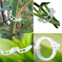 ◐ 50pcs Trellis Tomato Vine Clips Supports Connects Plants Vegetable Fastening Clip Bundled tools