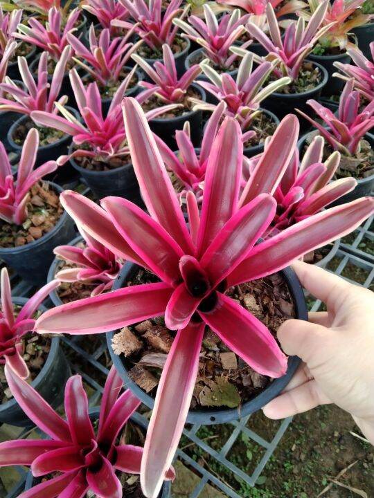 สับปะรดสี-นีโอดองเกอร์-bromeliad-เป็นไม้ทนแล้ง-ไม้ประดับตกแต่งสวน-มีสีสันสวยงาม-กระถาง5นิ้ว