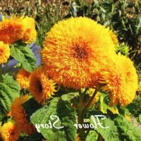 เมล็ดพันธุ์  เทดดี้แบร์ อินพรูฟ (TeddyBear Sunflower improve) ทานตะวันดอกซ้อน ปรับปรุงใหม่ ขนาดดอกใหญ๋ขึ้นซ้อนแน่น ออกดอกเป็นพุ่ม ใบสีเขียวเข้ม 60-65