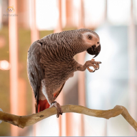 PETPARADIS 1ชิ้นค่ะ ทนทานต่อการใช้งาน สำหรับ lovebirds budgies cockatiels นกแก้วในสวน ทนต่อการสึกหรอ ไม้สำหรับไม้ เสาตั้งนก นกแก้วคอน อุปกรณ์เสริมกรงนก กิ่งปีนเขา