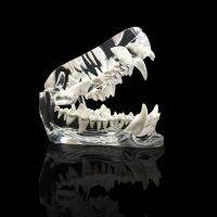 Clear Dog Teeth Anatomical Model Dental Animals Oral Tooth Jaw For Canine  Veterinary Office Education Decoration Demonstrate