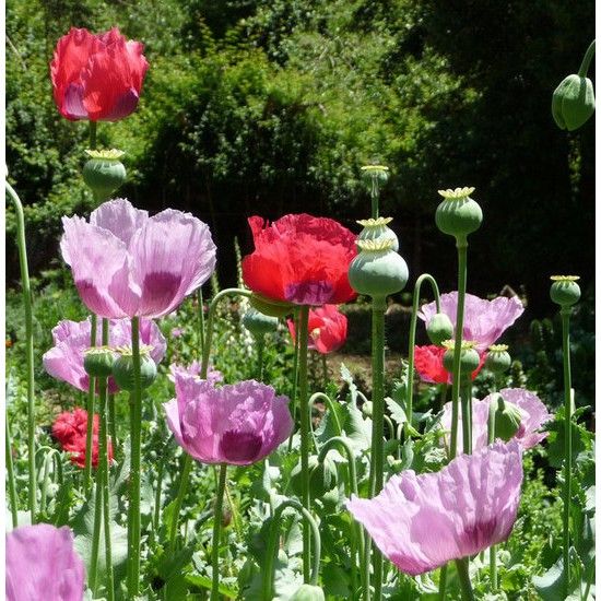 เมล็ดดอกป็อปปี้คละสี-poppy-flower-mix-บรรจุชุดละ100เมล็ด-ปลูกประดับสวยงาม