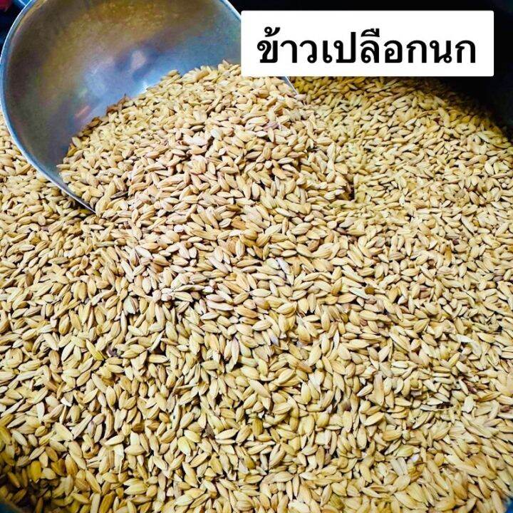 ข้าวเปลือกนกเขา-นกพิราบ-ข้าวเปลือกเม็ดเล็ก-เม็ดมะเขือ