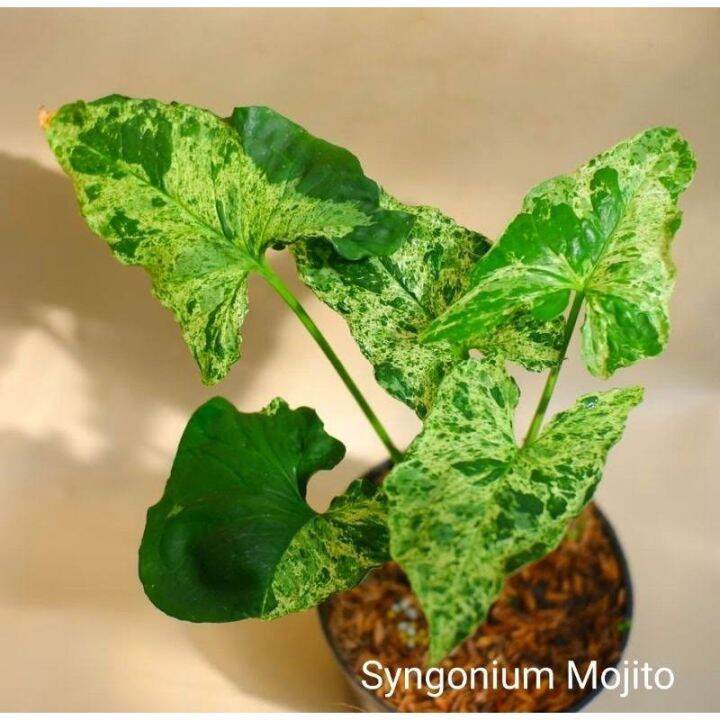 syngonium-mojito-เงินไหลมา-โมจิโต้-ด่างสวยมาก-ขายแบบหน่อ3ชิ้น-มีตาโต-เลี้ยงง่ายโตไว