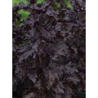 AGA SHOP เมล็ดพันธุ์ โหระพาฝรั่งสีม่วง Basil Purple Ruffles  ขนาด 100 เมล็ด