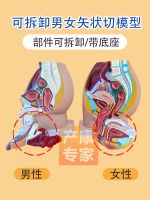 Female pelvic model of pelvic floor muscles childbirth midwifery demonstration teaching anatomy of the male urogenital structure