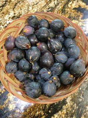 Figs ต้นมะเดื่อฝรั่ง ทาบกิ่ง พันธุ์ Black Italian (แบ๊กอิตเลี่ยน) อร่อย หวาน หอมมากๆ ต้นสมบูรณ์มาก รากแน่นๆ จัดส่งพร้อมกระถาง 6 นิ้ว ลำต้นสูง 45-50 ซม