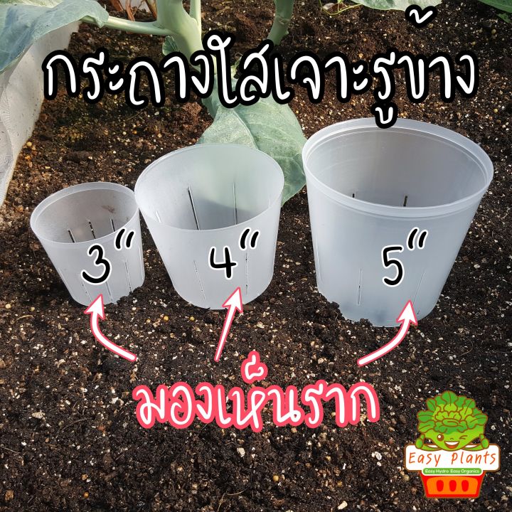 กระถาง-ใส-เจาะรูข้าง-มี-3-ขนาด-3-4-5-นิ้ว-ปลูกต้นไม้-สามารถมองทะลุ-เห็นรากที่เกิดขึ้นมาได้-transparent-tree-pot