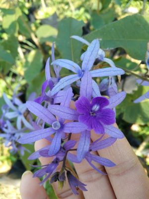 พวงคราม(Sandpaper Vine,Purple Wreath)ไม้เลื้อยดอกสีม่วงครามหรือม่วงเข้ม ปลูกได้ทุกสภาพพื้นที่ ทนต่อความแห้งแล้ง มีอายุยืนนาน ส่งแบบถุงชำสูง60-90cm.