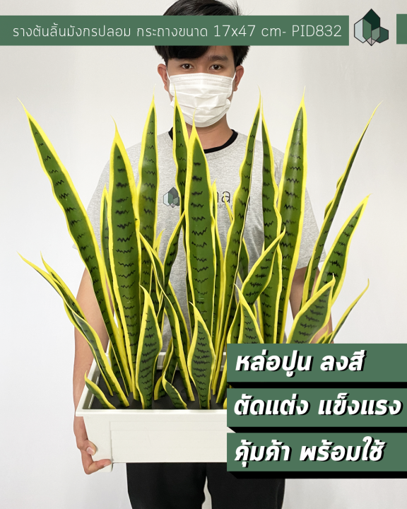 รางต้นลิ้นมังกรปลอม-สูง-70-cm-พร้อมกระถาง