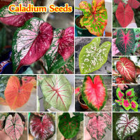 ต้นบอนสี "ราชินีใบไม้" 15สี บอนสี 100เมล็ด Color Mixing Caladium Seeds Flower Seeds ต้นไม้ประดับ เมล็ดดอกไม้ บอนสี พันธุ์ไม้ดอก ต้นบอนไซ พันธุ์ไม้หายาก เมล็ดพันธุ์ แต่งบ้านและสวน หญ้าเทียม Plants Seeds บอนสีหายาก ต้นไม้บอลสี ต้นไม้ฟอกอากาศ เมล็ดบอนสี