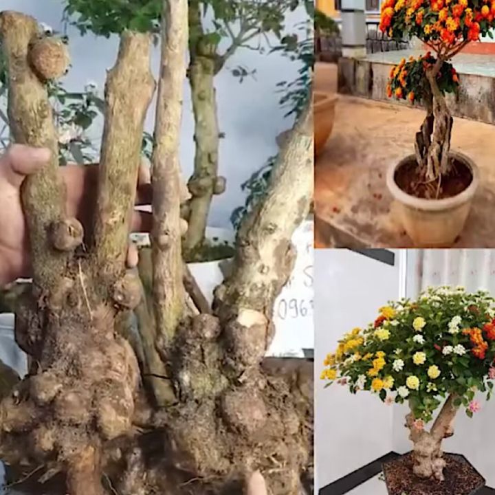 Phôi Hoa Ngũ Sắc, Phôi Ngũ Sắc, Nhiều U Cục Làm Cảnh Bonsai, cây ...