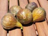 10 เมล็ด เมล็ดมะเดื่อฝรั่ง Figs Plant สายพันธุ์ Eastern Brown Fig (อิสเทินบาร์วฟิกส์) ของแท้ 100% มะเดื่อฝรั่ง หรือ ลูกฟิก (Fig) อัตราการงอก 70-80% Figs Plant seeds