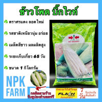 ข้าวโพด บิ๊กไวท์ 852 F1 ขนาด 1 กิโลกรัม หมดอายุ 14/04/67 ศรแดง ลอตใหม่ งอกดี ต้นโตไว แข็งแรง ฝักใหญ่ สีขาว รสชาติเหนียว นุ่ม อร่อย ระยะเก็บ 60 วัน