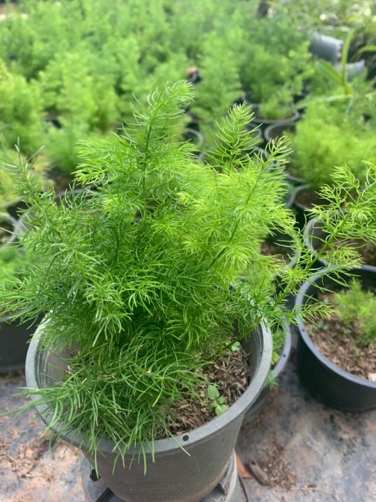 ปริกน้ำค้าง-asparagus-fern-เป็นไม้ปลูกประดับสวนหย่อมในพื้นที่แสงรำไรหรือปลูกลงกระถาง-พุ่มใบโปร่งละเอียดดูสวยงาม-กระถาง6นิ้ว