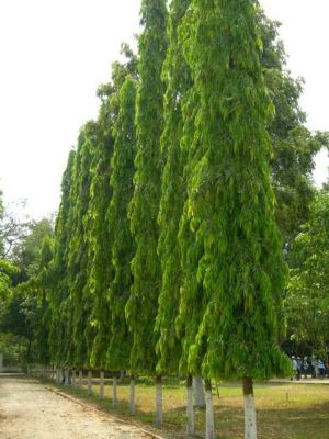 ต้นกล้าอโศกอินเดีย(ชุด10ต้น 450บาท)