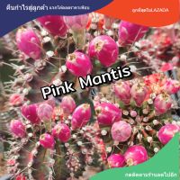 เมล็ดยิมโน "Pink Mantis