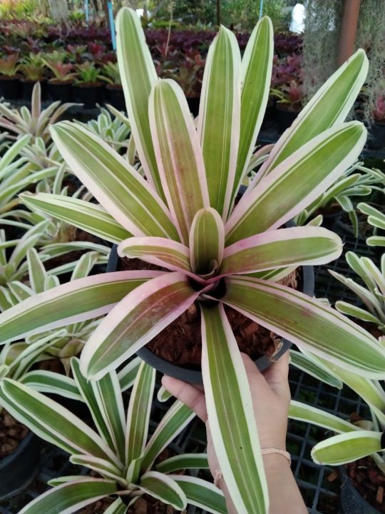 สับปะรดสี-bromeliad-เป็นไม้ประดับ-ทนแล้ง-นิยมใช้ประดับตกแต่งบ้านและสวน-สีสันสวยงามเป็นเอกลักษณ์-กระถาง8นิ้ว