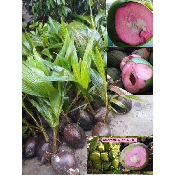 Bibit Kelapa Wulung / Kitri Kelapa Merah | Lazada Indonesia