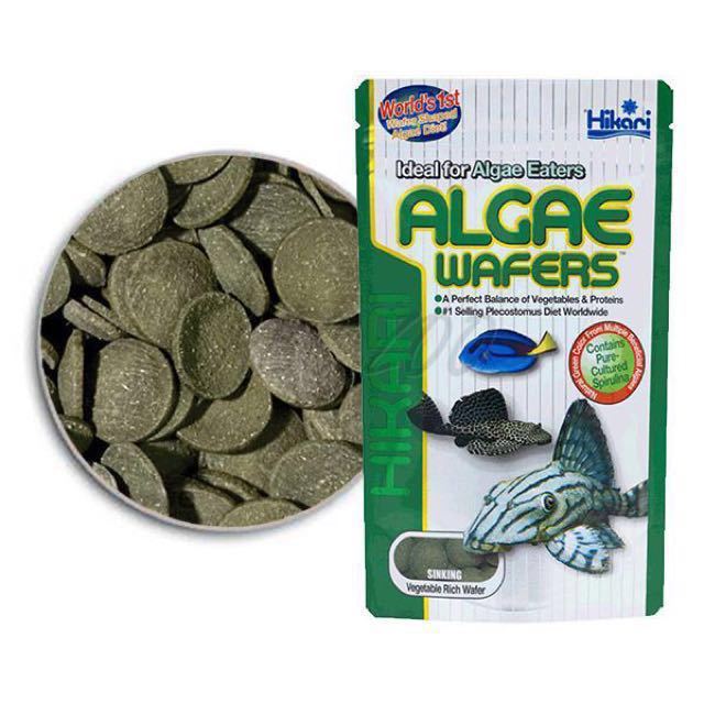 hikari-algae-wafer-อาหารปลา-สำหรับปลากินพืช-กินตะไคร่น้ำ-ปลาแพะ-ปลาหมู-ขนาด-40-กรัม
