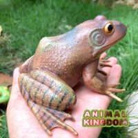 Animal Kingdom - โมเดล Frog กบ น้ำตาล ขนาด 13.50 CM (จากสงขลา)