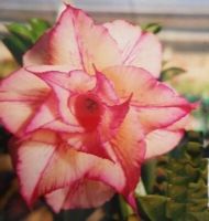 12 เมล็ด เมล็ดพันธุ์ ชวนชม สายพันธุ์ไต้หวัน ดอกสีส้ม โอรส Adenium Seeds กุหลาบทะเลทราย Desert Rose ราชินีบอนไซ อัตรางอก 80-90% มีคู่มือปลูก