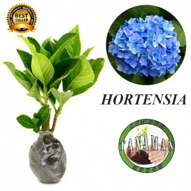 BIBIT POHON TANAMAN BUNGA HORTENSIA / BOKOR | Lazada Indonesia